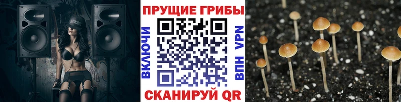 купить наркотик  Нижнекамск  Галлюциногенные грибы GOLDEN TEACHER 
